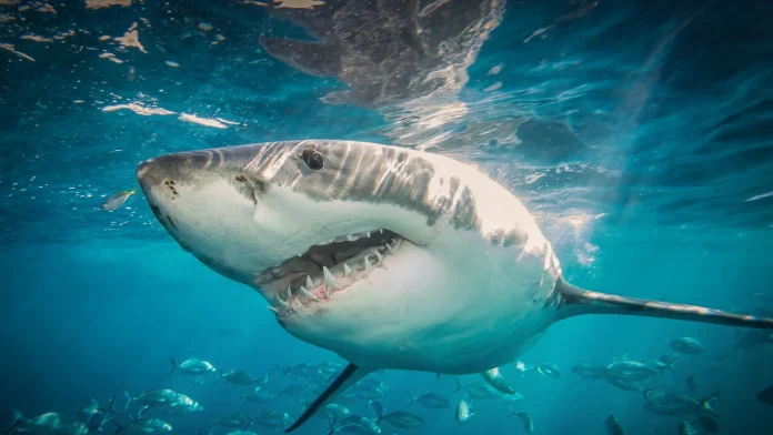 Shark kills diver off Western Australia