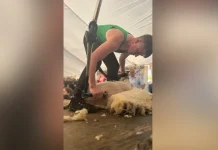 Seán the sheep shearer claims New Zealand’s top shearing championship title Seán the sheep shearer wins New Zealand title