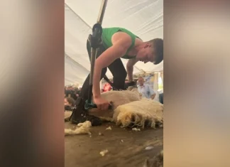 Seán the sheep shearer claims New Zealand’s top shearing championship title Seán the sheep shearer wins New Zealand title