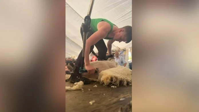 Seán the sheep shearer wins New Zealand title