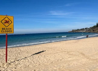 Woman critically hurt in shark attack at Sydney beach Woman seriously injured in shark attack at Sydney beach