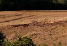 Polish PM: Missile that caused crater likely originated from Russia Missile that left crater in Poland probably Russian - PM