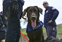 Rescue dogs guide search efforts after powerful earthquakes strike Venezuela Four-legged rescuers lead way after Venezuela quakes