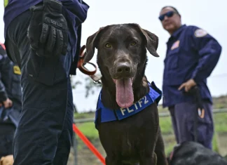 Rescue dogs guide search efforts after powerful earthquakes strike Venezuela Four-legged rescuers lead way after Venezuela quakes