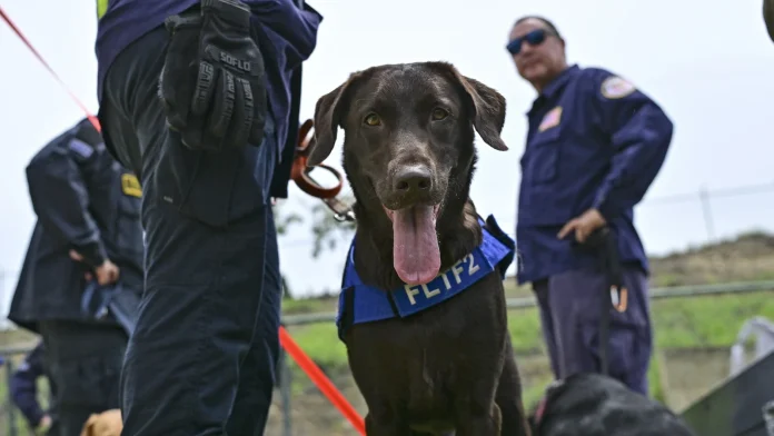 Four-legged rescuers lead way after Venezuela quakes