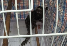 Reward announced after abandoned monkey discovered on London bus Reward offered after monkey abandoned on London bus