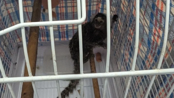 Reward offered after monkey abandoned on London bus