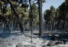 Wildfire burns 12,000 hectares in northern Madrid region Wildfire scorches 12,000 hectares north of Madrid