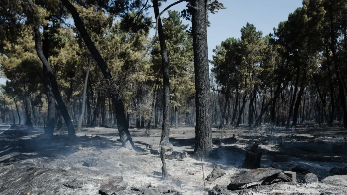 Wildfire burns 12,000 hectares in northern Madrid region Wildfire scorches 12,000 hectares north of Madrid