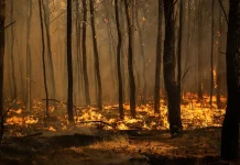 Greek mayor among three accused in charges over wildfire near Athens Greek mayor among three charged over wildfire near Athens