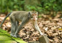 Monkey Captured in Indonesia After Attacking 18 Residents Monkey trapped after attacking 18 people in Indonesia
