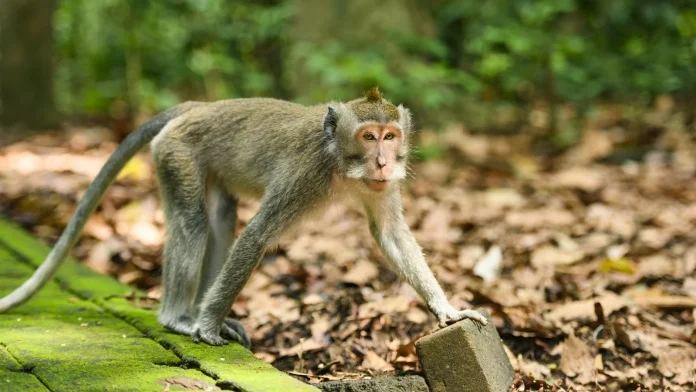 Monkey Captured in Indonesia After Attacking 18 Residents Monkey trapped after attacking 18 people in Indonesia