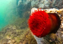 Study Finds Climate Change Fueling Intensifying Marine Heatwaves Across Europe Climate change driving European marine heatwaves - study