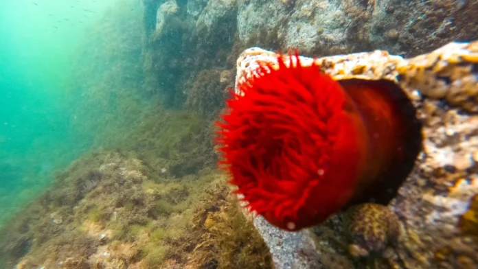 Study Finds Climate Change Fueling Intensifying Marine Heatwaves Across Europe Climate change driving European marine heatwaves - study