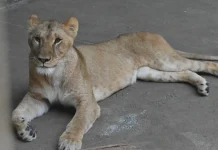 Three Lions Die at Japanese Zoo During Brutal Extreme Heat Wave Three lions die at zoo as Japan swelters in extreme heat
