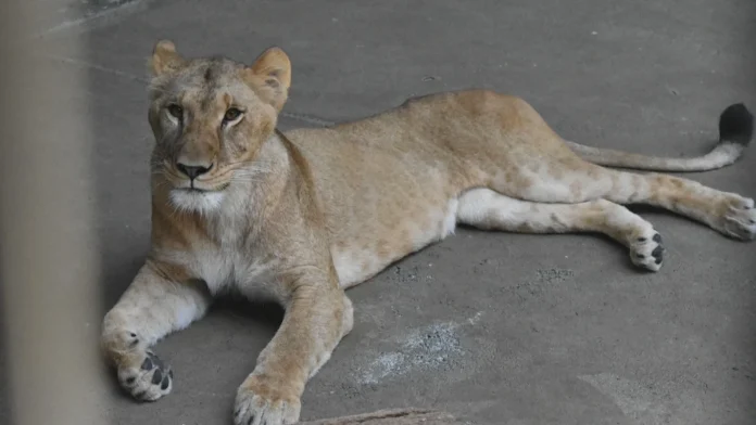 Three Lions Die at Japanese Zoo During Brutal Extreme Heat Three lions die at zoo as Japan swelters in extreme heat
