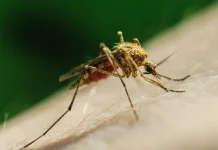 West Nile Virus Detected in 12 European Countries as Cases Rise 12 countries in Europe report cases of West Nile virus