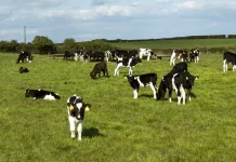 Dutch authorities penalize Irish hauliers for shipping unweaned calves Dutch to fine Irish carriers transporting unweaned calves
