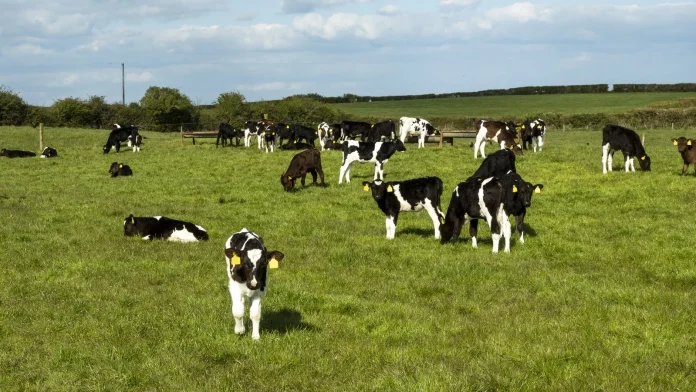 Dutch authorities penalize Irish hauliers for shipping unweaned calves Dutch to fine Irish carriers transporting unweaned calves