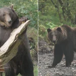 From Dagestan to Donegal: Two Brown Bears Rescued From War Zone Dagestan to Donegal: two brown bears rescued amid war