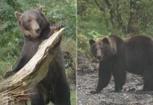 From Dagestan to Donegal: Two Brown Bears Rescued From War Zone Dagestan to Donegal: two brown bears rescued amid war