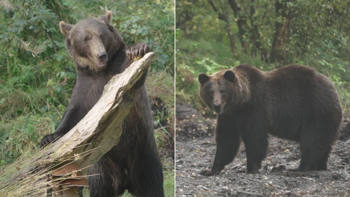 Dagestan to Donegal: two brown bears rescued amid war