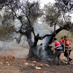 Israeli settlers torch olive groves during attack in the West Bank Israeli settlers burn olive trees in West Bank attack