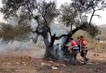 Israeli settlers torch olive groves during attack in the West Bank Israeli settlers burn olive trees in West Bank attack